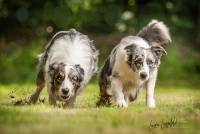 http://www.border-collies-of-one-heart-and-one-soul.de/